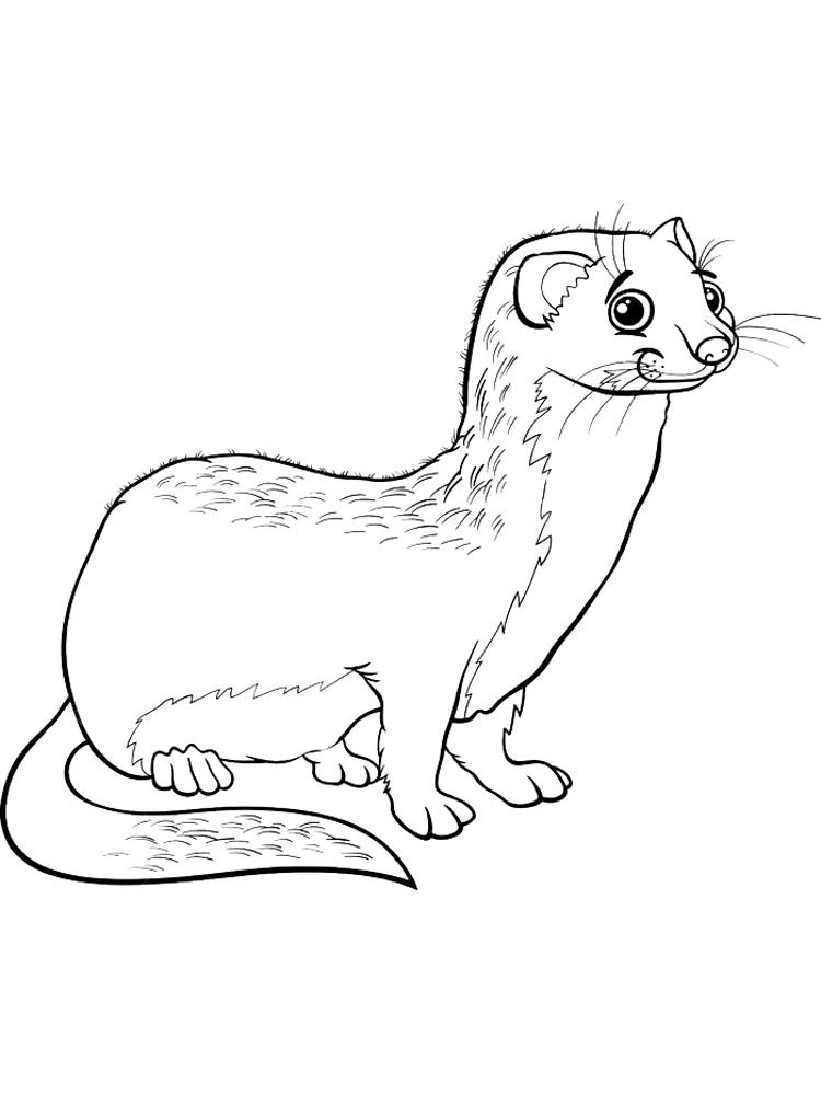 Ferret coloring pages coloring pages animal coloring pages ferret colors
