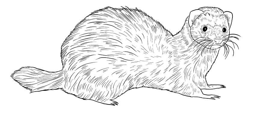 How to draw a ferret