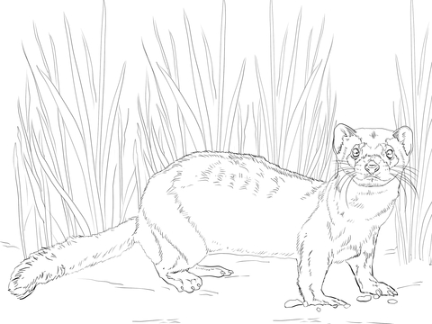 American polecat or black footed ferret coloring page free printable coloring pages