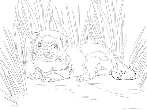 Baby ferret coloring page free printable coloring pages