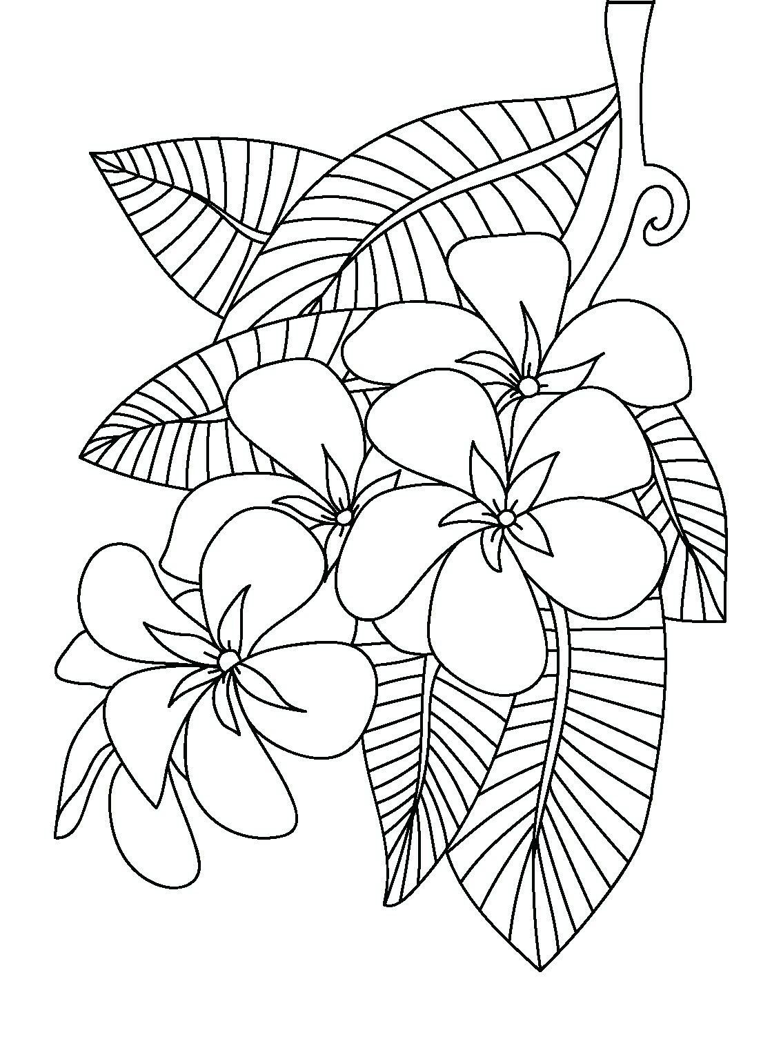 Frangipani coloring page flower coloring pages coloring pages inspirational coloring pages