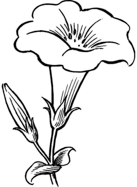 Flowers coloring pages free printable flower coloring pictures blomster tegninger blomstertegning blomster kunst