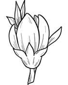 Fersken blomst tegninger til print