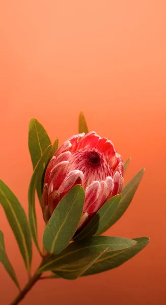 Smuk protea flower sort baggrund blomstrende pink kong protea plante â stock