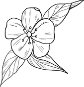 Fersken blomst tegninger til print