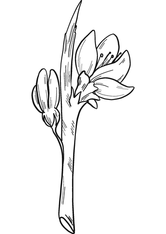 Fersken blomster tegninger til print