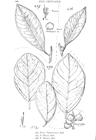 Ficus thynneana and ficus hillii and ficus tryoni coloring page free printable coloring pages