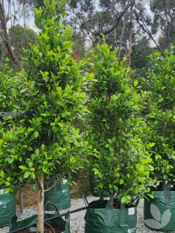 Ficus microcarpa hillii flash