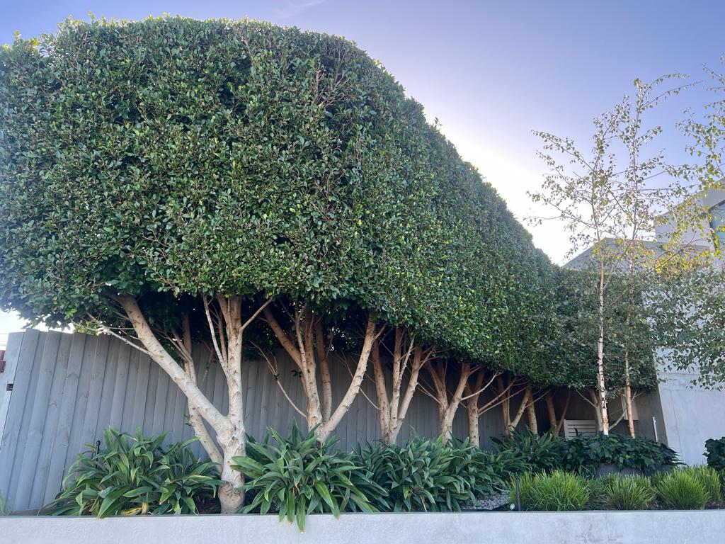 Ficus hillii flash