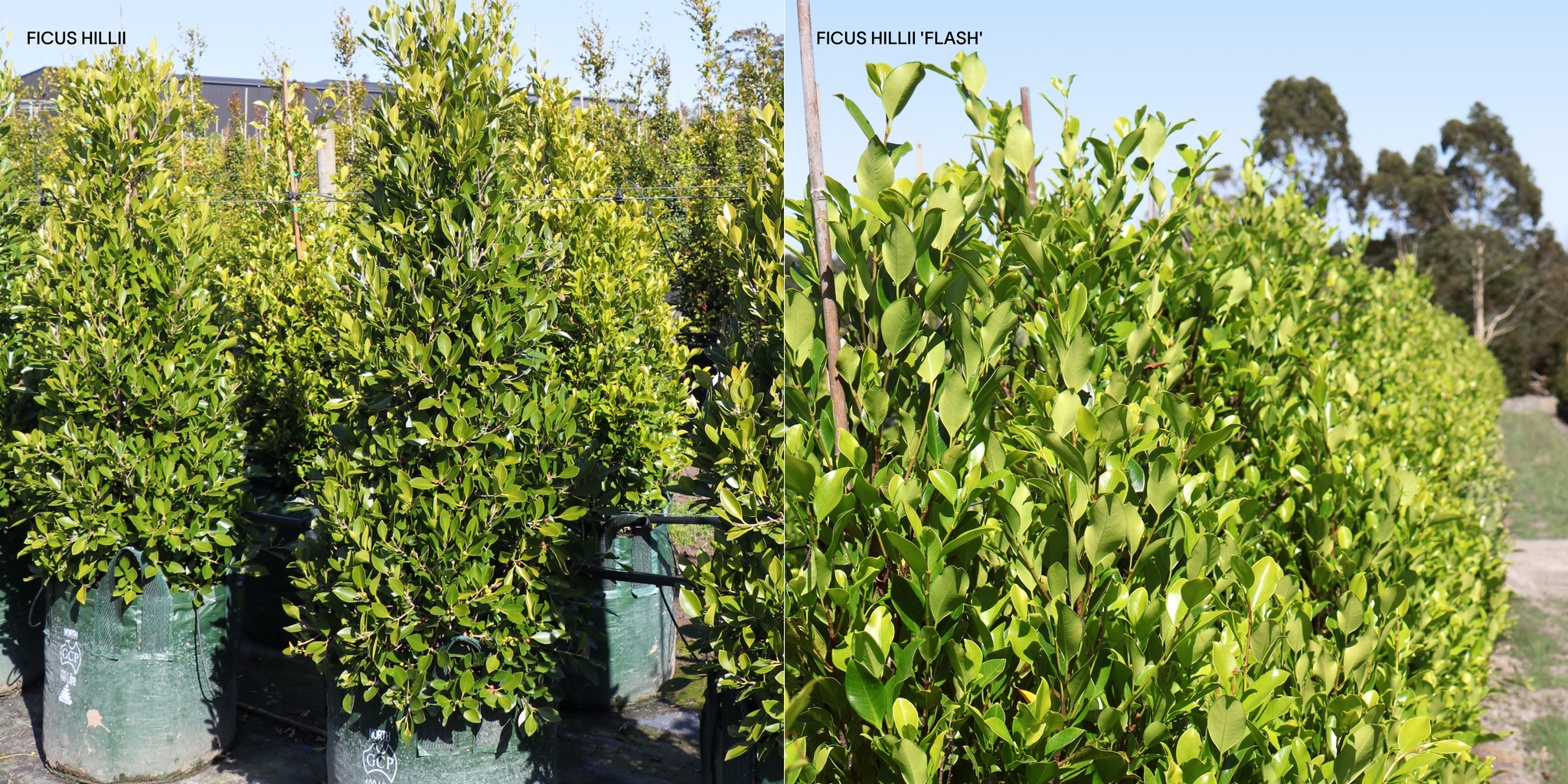 Ficus hillii flash vs ficus hillii
