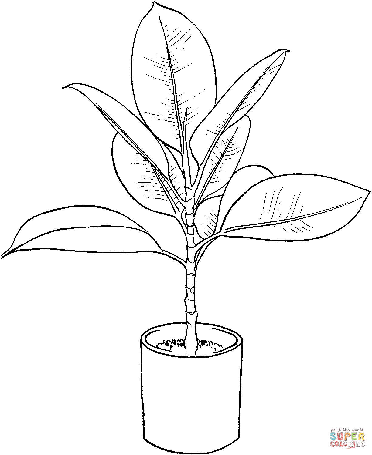 Ficus coloring page free printable coloring pages plant drawing flower drawing line art drawings