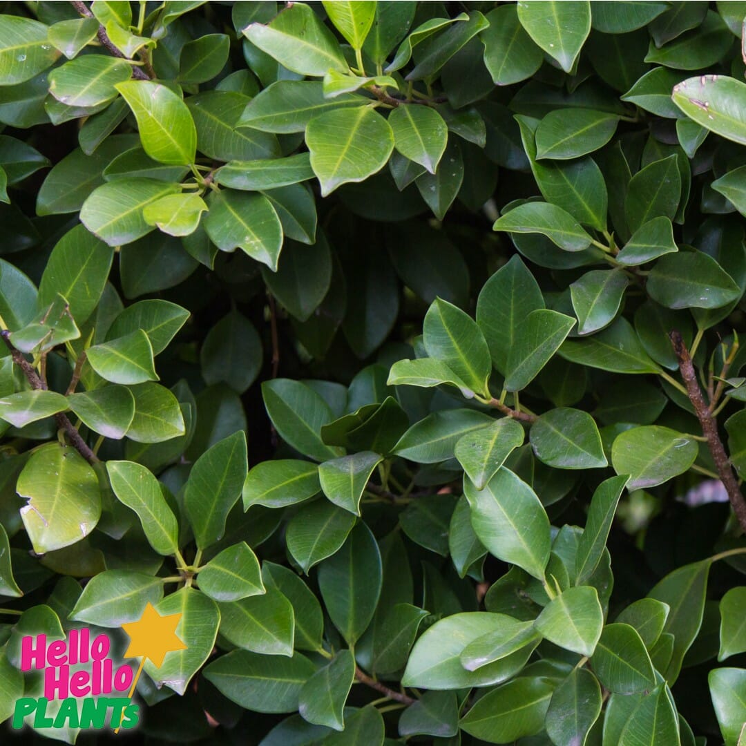 Ficus hillii flash