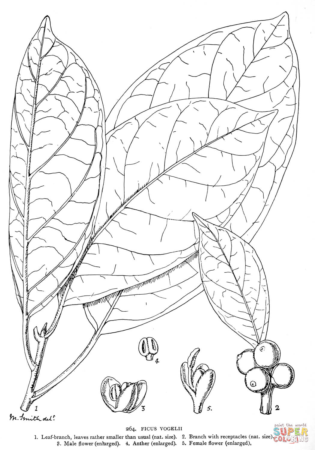 Ficus vogelli coloring page free printable coloring pages
