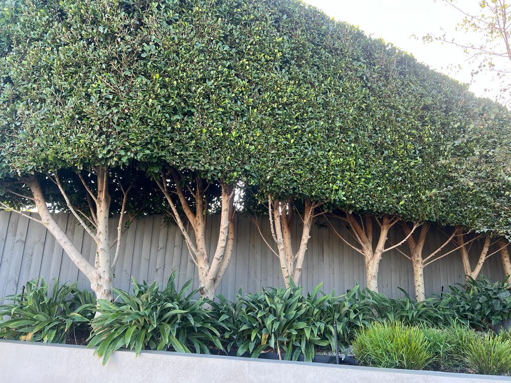 Ficus hillii flash
