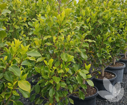 Ficus microcarpa hillii flash