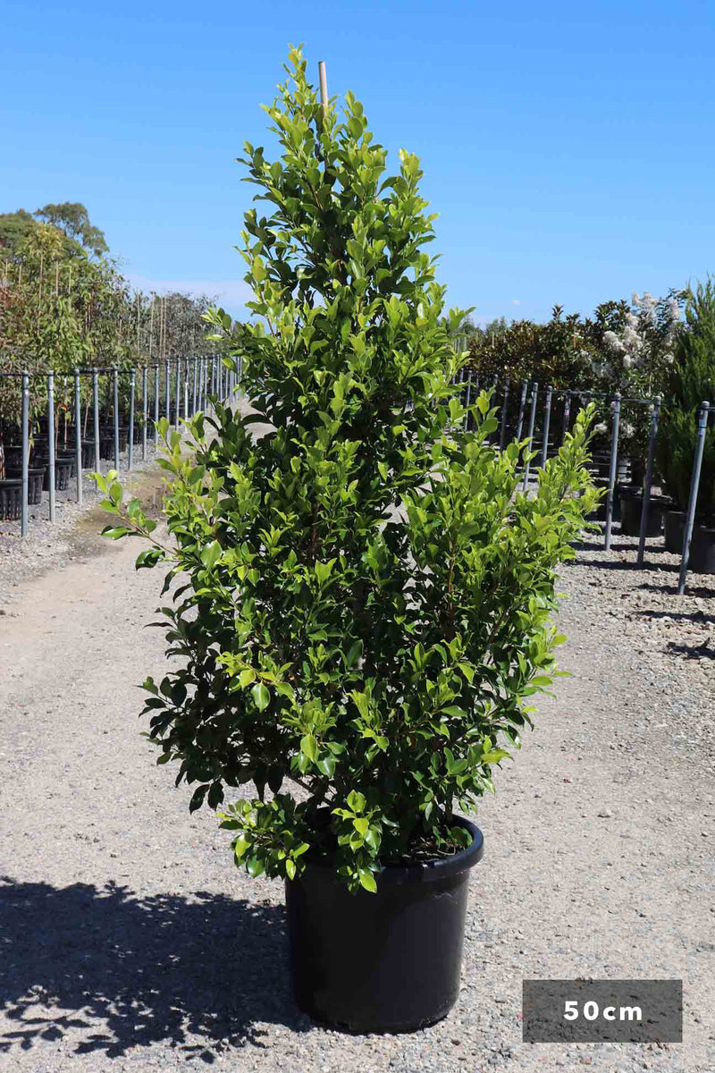 Ficus microcarpa hillii flash â nursery