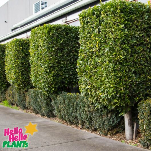Ficus hillii flash