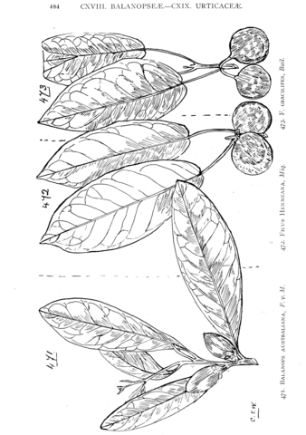 Balanops australiana and ficus henneana and ficus gracilipes coloring page free printable coloring pages
