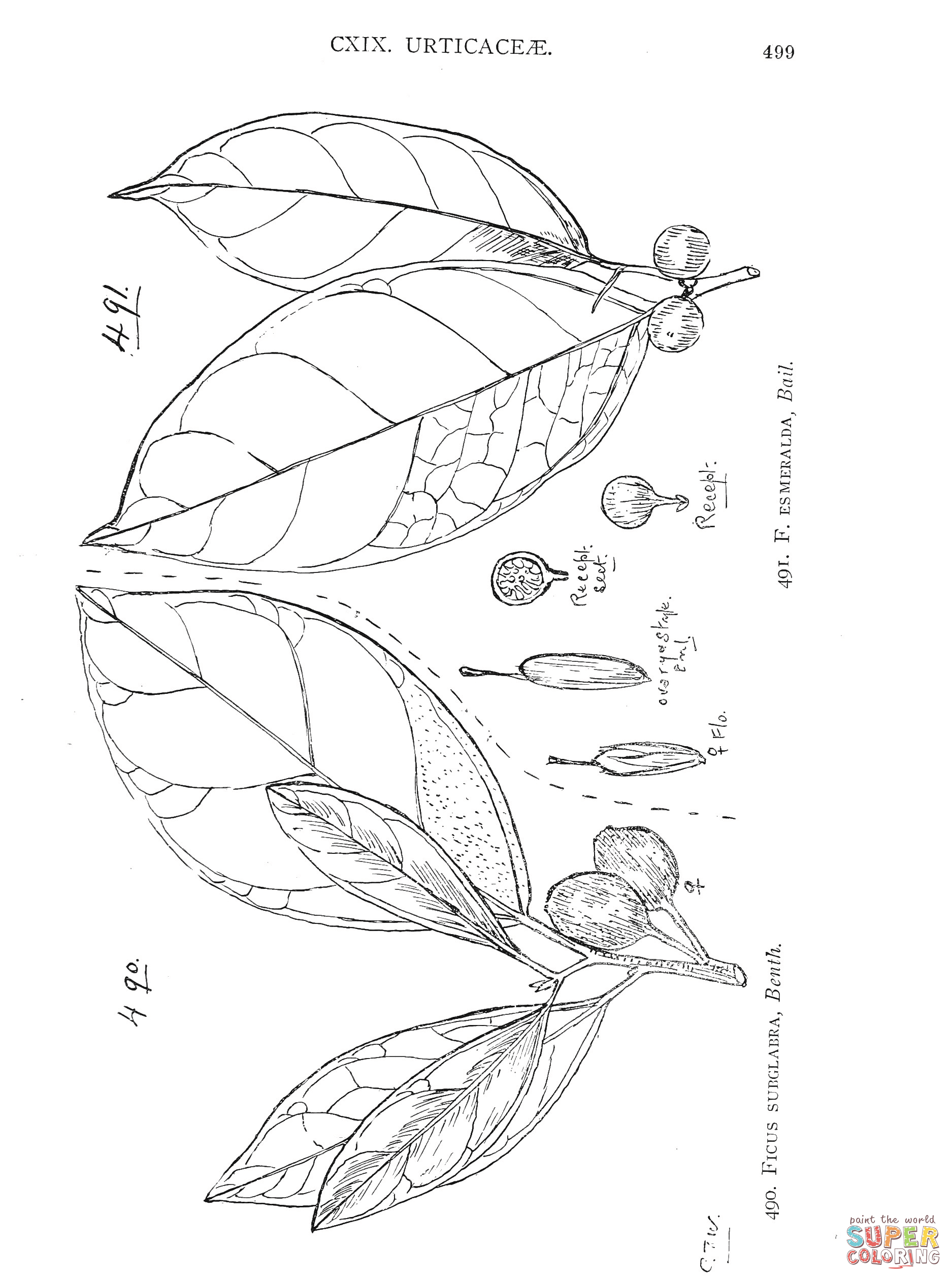 Ficus subglabra and ficus esmeralda coloring page free printable coloring pages