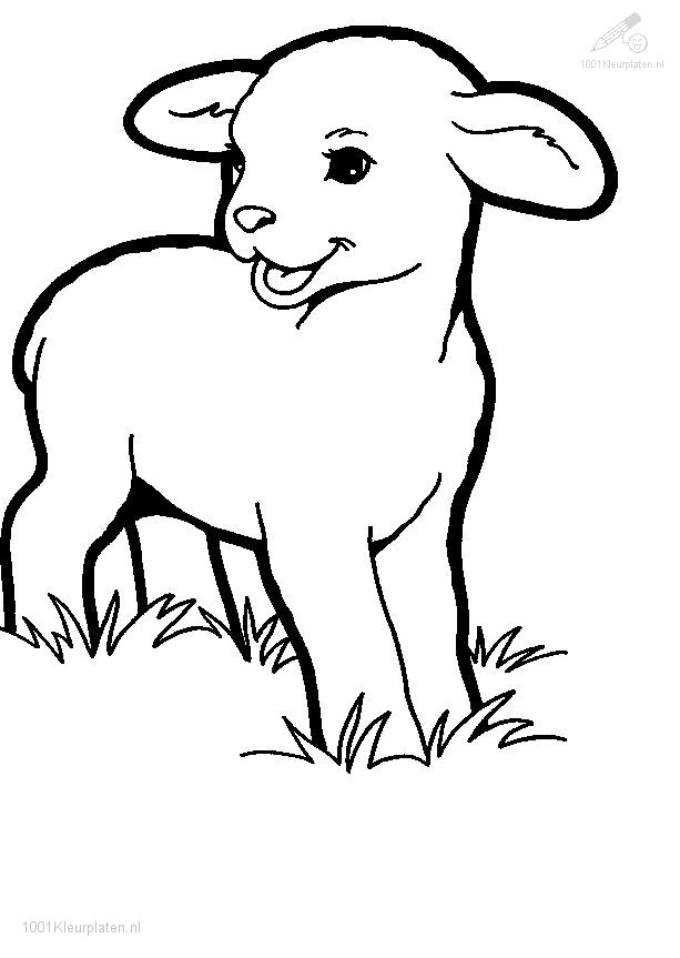 Oveja para colorear ovejas para dibujar animales para pintar