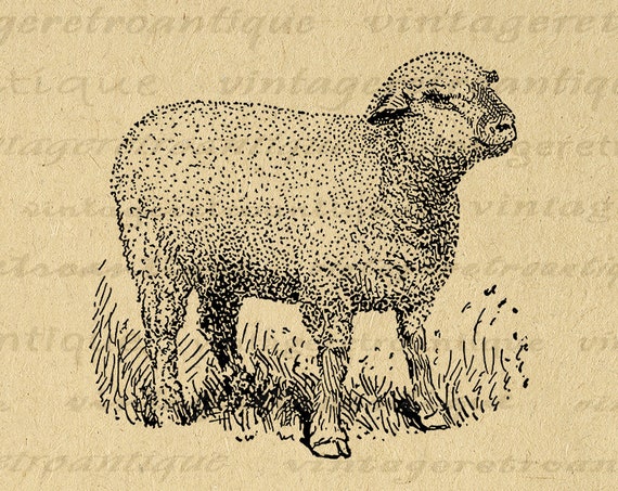 Imagen grãfica de oveja pequeãa descargar lindo cordero imprimible digital vintage oveja clip art para hierro en transferencias etc ppp no