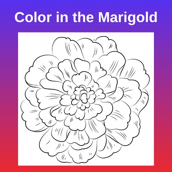 Color in your marigold â new york city childrens theater