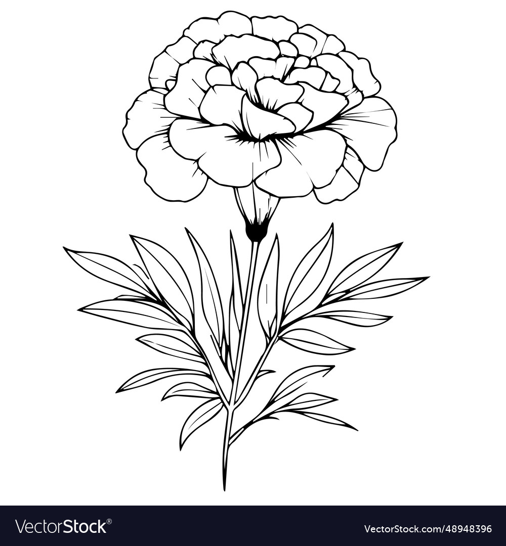 Marigold flower free printable coloring sheet vector image