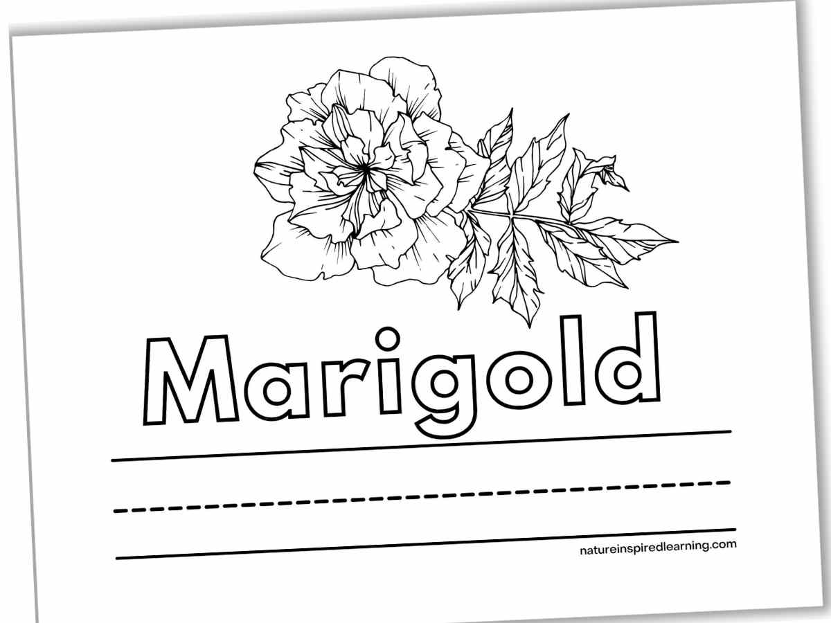 Marigold coloring pages