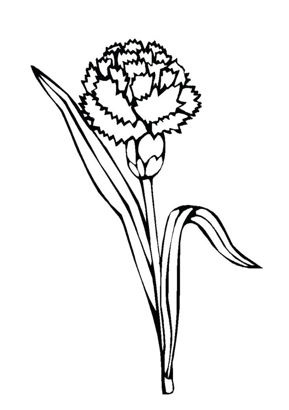 Coloring pages marigold coloring page printable