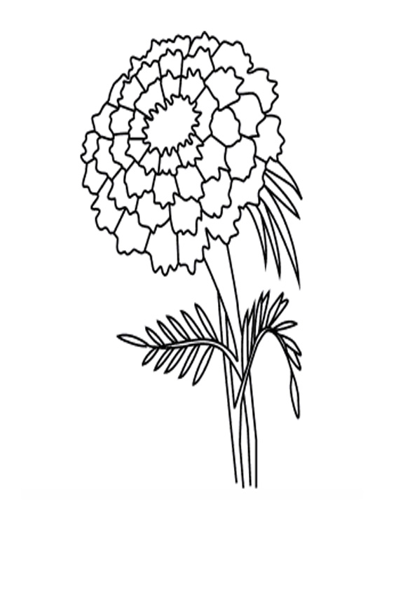 Coloring pages printable marigold coloring pages