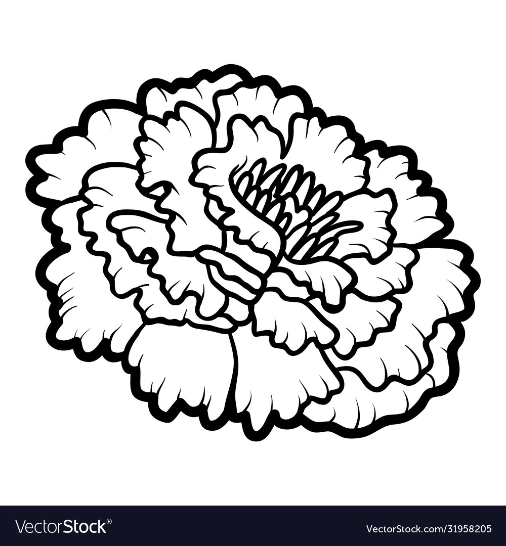 Coloring book flower marigold royalty free vector image