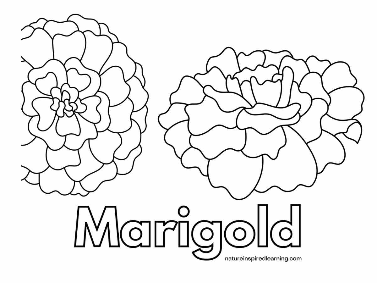 Marigold coloring pages