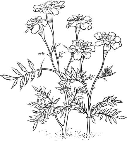 Marigolds coloring pages printable for free download