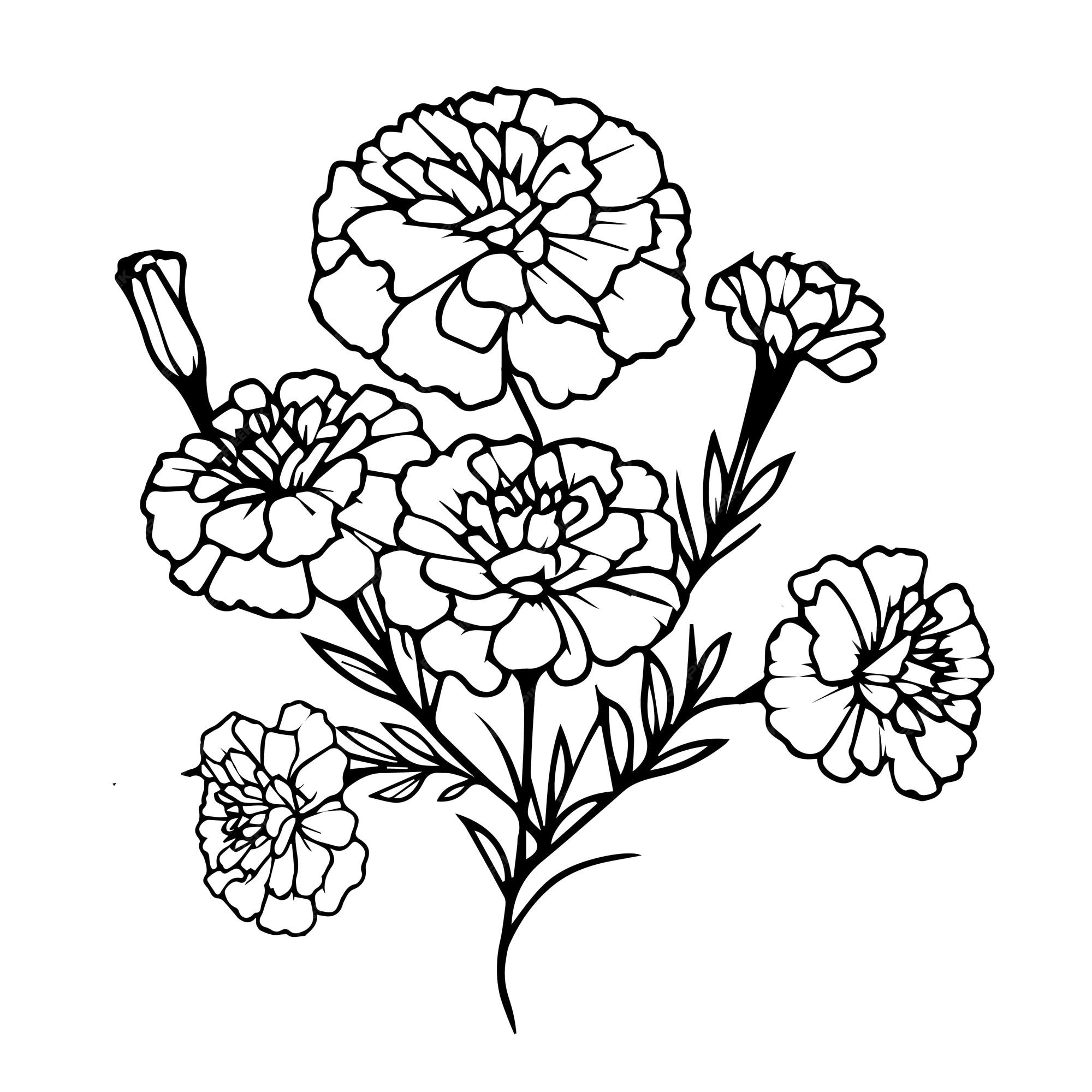 Premium vector bouquet of marigold flower coloring pages engraved ink art handdrawn stock outline drawings