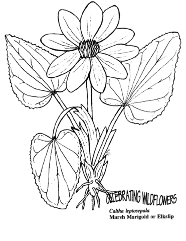 Marigolds coloring pages free coloring pages