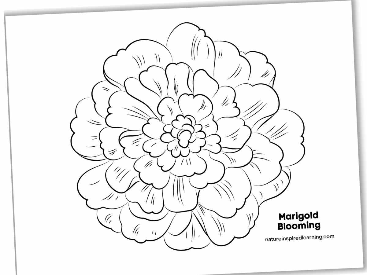 Marigold coloring pages