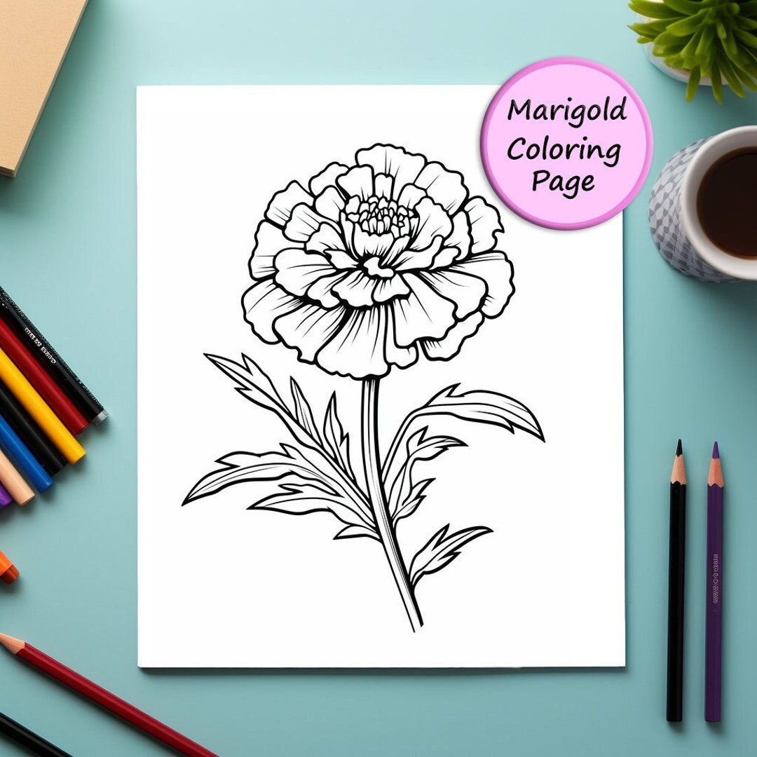 Marigold flower coloring page flower portrait printable coloring page coloring for kids and adults instant download mercial use download now