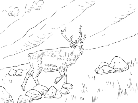 Svalbard reindeer coloring page free printable coloring pages