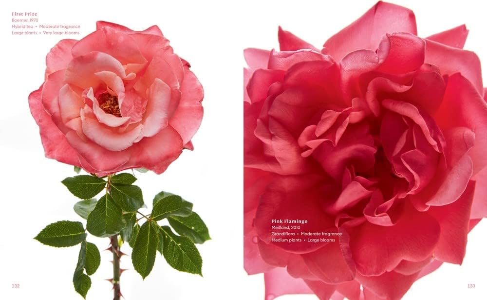 The color of roses a curated spectrum of blooms hahn danielle dallarmi pearson victoria books