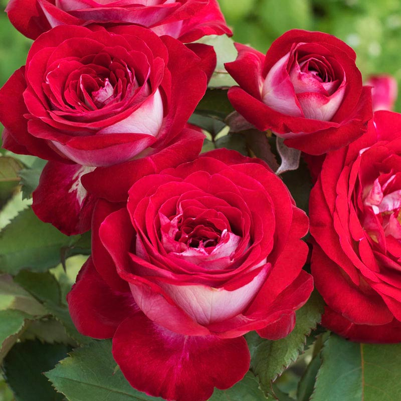 Love at first sight hybrid tea rose shop roses spring hill