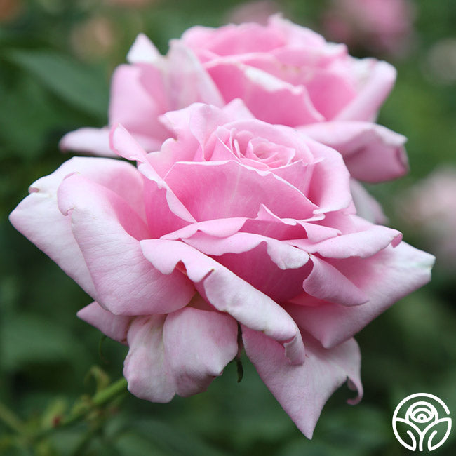 Memorial day rose