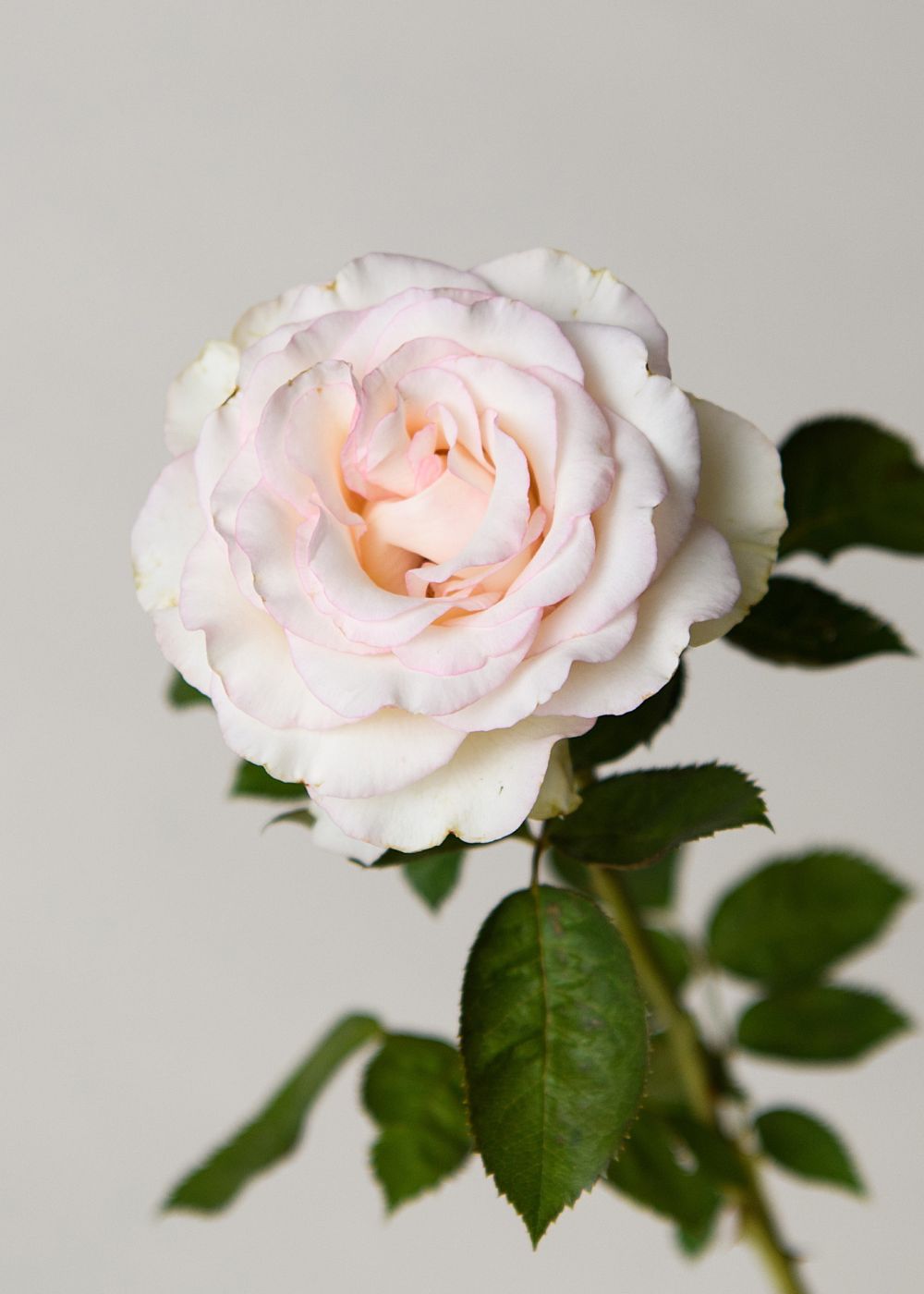 Moonstoneâ potted rose