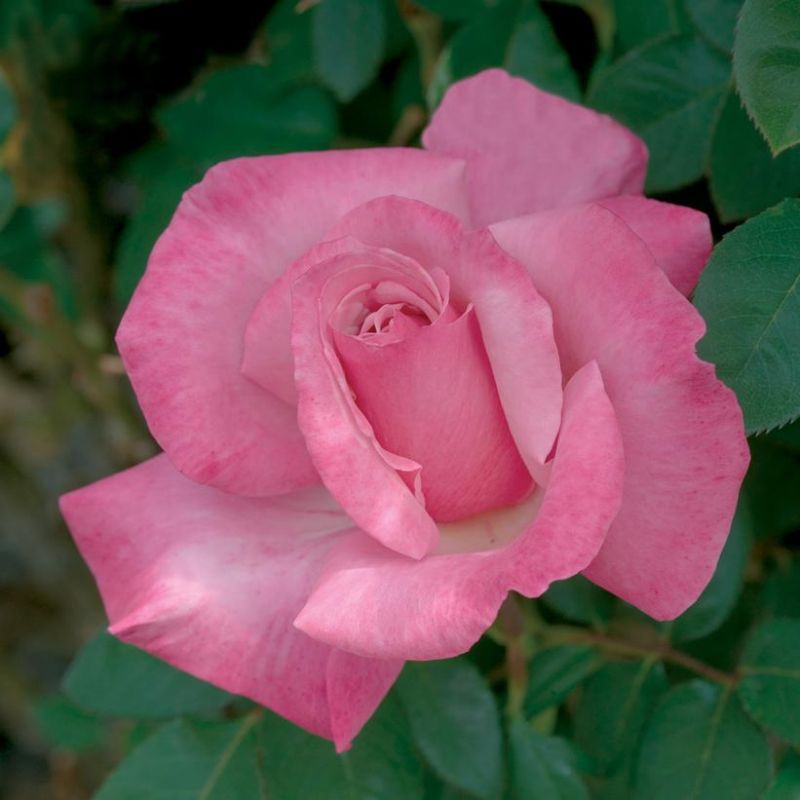 First prize hybrid tea rose plant addicts