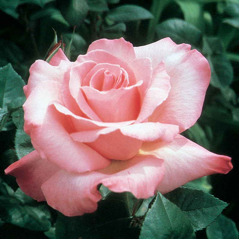 First prize hybrid tea rose shop roses spring hill