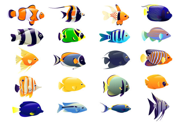 Tropical fish stock illustrations royalty