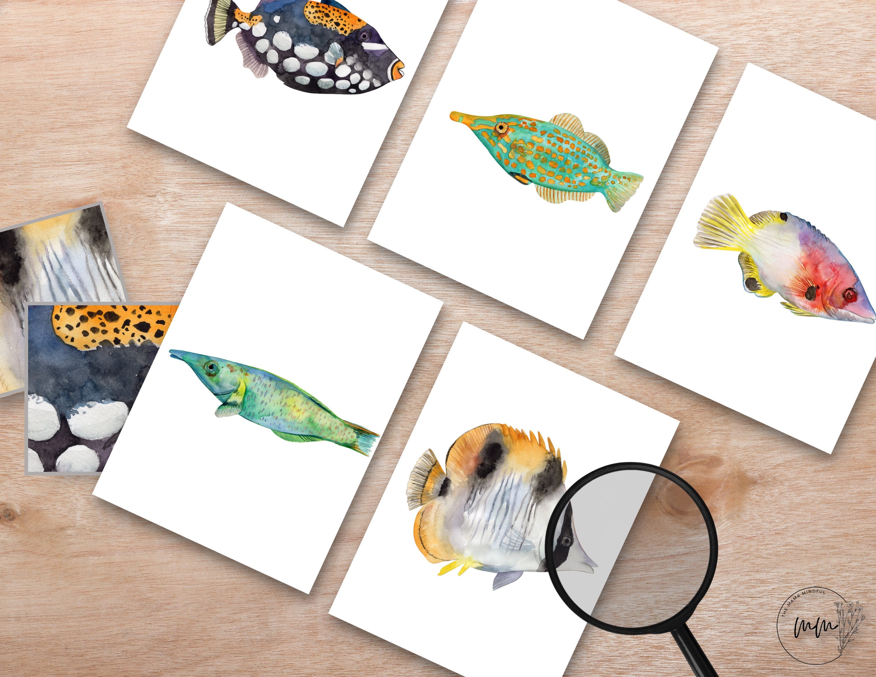 Fish flash cards
