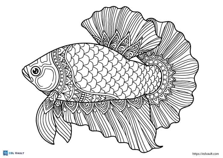 Free pdf betta fish coloring pages rcoloring