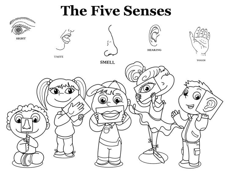 Five senses coloring pages five senses coloring sheet five senses free coloring sheets templates five senses worksheet senses preschool kindergarten colors