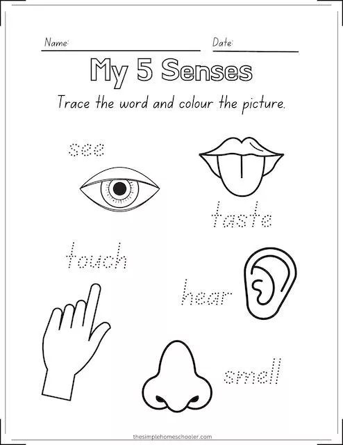 Best senses coloring pages free easy print senses preschool five senses preschool senses preschool
