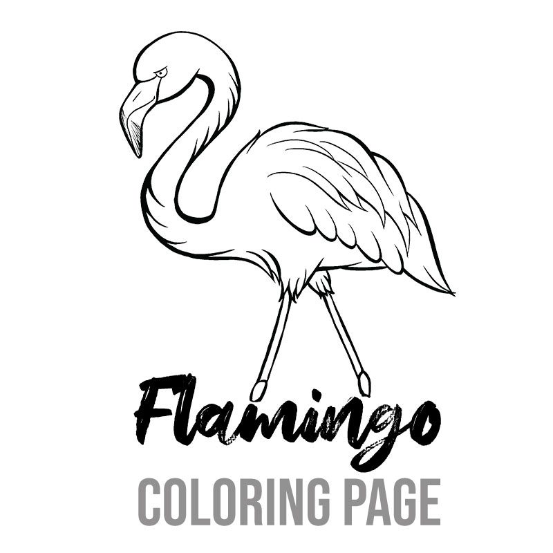 Flamingo island time coloring page media